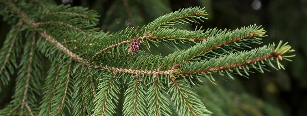 Navadna smreka (Picea abies) je ena najznačilnejših predstavnic iglavcev v Evropi