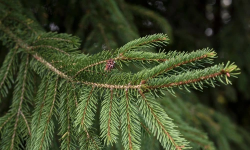 Navadna smreka (Picea abies) je ena najznačilnejših predstavnic iglavcev v Evropi