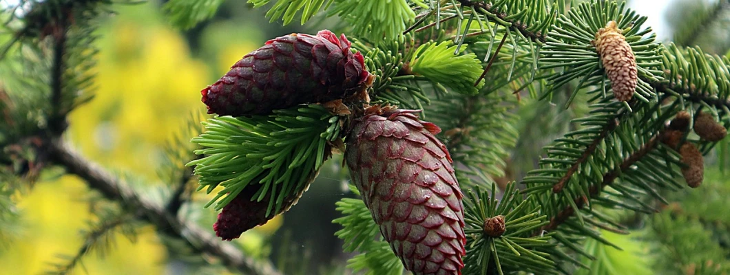 Evropske smreke: Navadna smreka, Sibirska smreka in Črna smreka