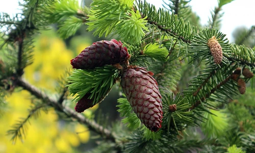 Evropske smreke: Navadna smreka, Sibirska smreka in Črna smreka