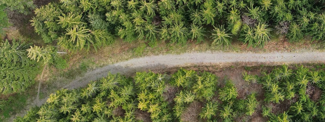 Evropske smreke: Omorika, Kavkaška smreka in dvobarvna smreka