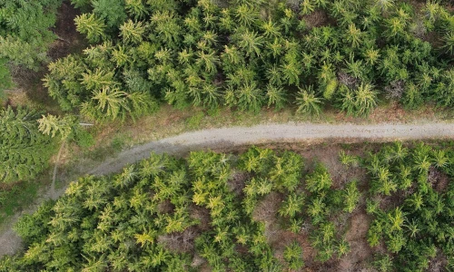Evropske smreke: Omorika, Kavkaška smreka in dvobarvna smreka