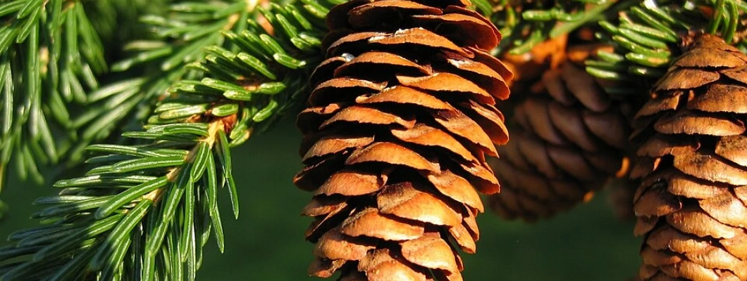 Evropske smreke: Rdeča smreka, Japonska smreka, Wilsonova smreka in Sitka