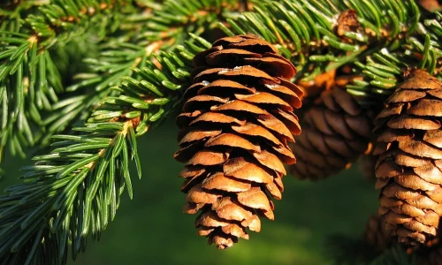 Evropske smreke: Rdeča smreka, Japonska smreka, Wilsonova smreka in Sitka