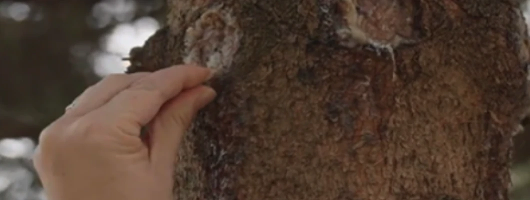 Smrekova smola: naravni zaklad iz gozdov