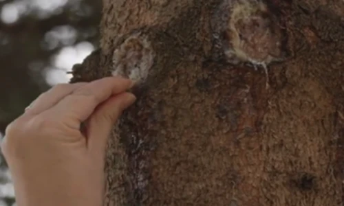 Smrekova smola: naravni zaklad iz gozdov